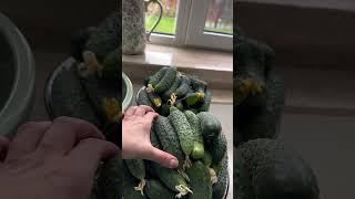 Вот такой сегодня урожай огурчиков #garden #жизньзагородом #рецепты #огород #shorts