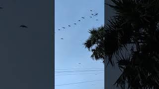 Birds migration#migration#tiktok#shorts#shortsfeed#shortsvideo#shortsyoutube#youtube#youtuber