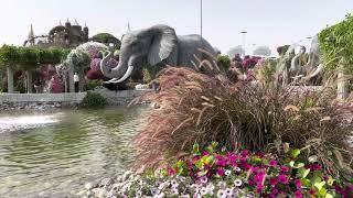 UAE. Dubai Miracle Garden. Парк Цветов в Дубае. Сад Чудес.