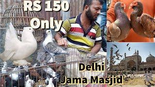 kabutar market lal kila delhi | jama masjid bird / pigeon market | saste kabootar kahan milte hain