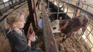 Orphaned baby and why are dairy farms so hard to keep clean…