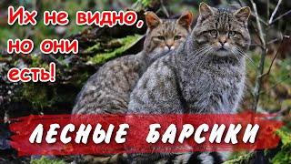 Скрытный Одиночка, Милый Дикий Барсик Лесной кот