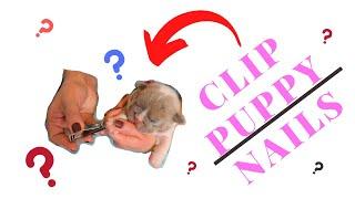 How to clip puppy nails !  