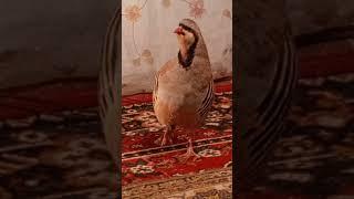 Кекилик Kekilik كيكيليك. Partridge Кабк Chakor.