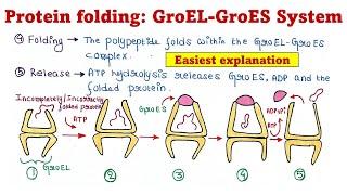 Protein folding | GroEL-GroES system