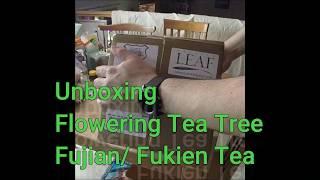 Unboxing I Flowering Tea I Fujian/ Fukien Tea I Eastern Leaf