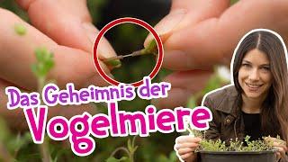 Besser als Salat?  Warum Vogelmiere das perfekte Wildgemüse ist! #garten #wildkräuter