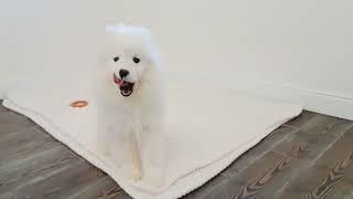 Самоед играет /samoyed playing #samoyed #самоед #samoyeddogbreed #ukraine #welpen #pyrozhukoksana