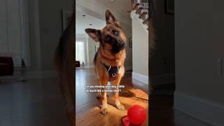 It was his birthday…  #germanshepherd #dog