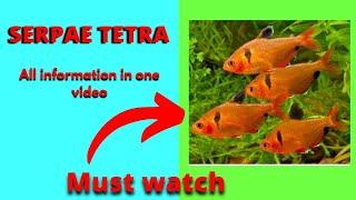 SerpaeTetra information by"The AQUA WORLD" #Allinformationinonevideo