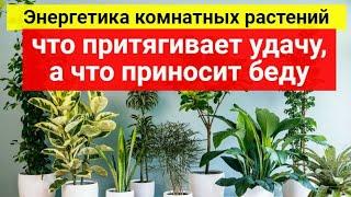 Энергетика комнатных растений: что притягивает удачу, а что приносит беду