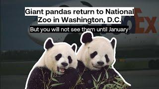 Giant pandas from China return to National Zoo in Washington DC