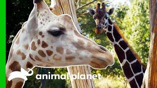 Meet The Beautiful Giraffes Of The Bronx Zoo! | The Zoo