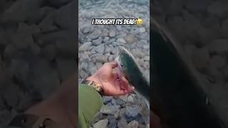 I thought its dead and no catch and release and then