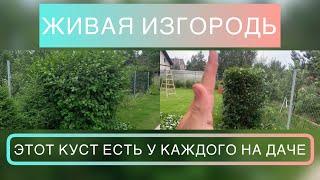 Chokeberry hedge trimming. Арония черноплодная или черноплодная рябина.  Формирующая стрижка.