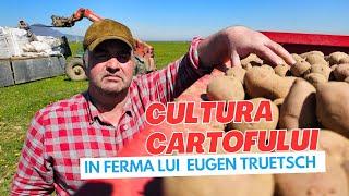 Cultura cartofului în ferma lui Eugen Truetsch din Râșnov