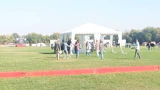 STALLION category horse show /// marwari horse show Jodhpur 2023