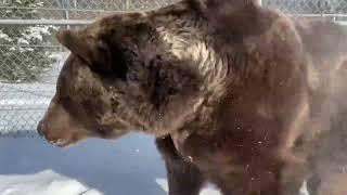 We had a little snow & Leo was the only bear brave enough to check it out but then right back to bed