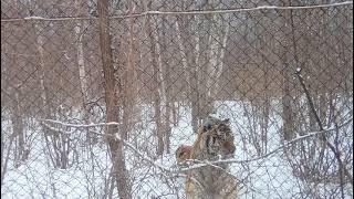 Амурский тигр и снег