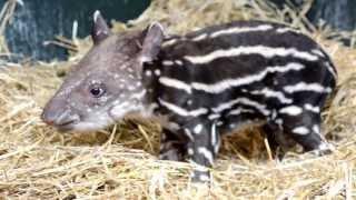 Endangered Tapir's First Words