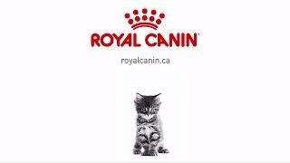 Royal Canin – Kitten