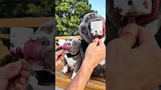 Picolé de Frutas com Iogurte 