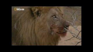 Documental de Leones - National Geographic Documentales - EL REY DE LA MANADA