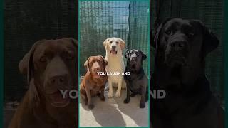 Is Labrador Most Trusted Dog or not #labrador #shorts