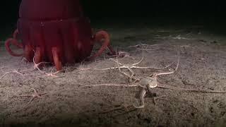 Helmet Jellyfish Dying On A Muddy Seafloor, surrounded By Brittle Stars. This Is Magical