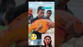 Ikan mas legendaris danau toba ditangkap warga #cerita #ceritarakyat #mitos #legenda #viral #short