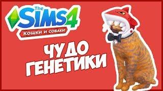 TS4 Чудо Генетики | Кот | The Sims 4 Кошки и собаки