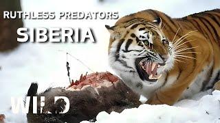 FROZEN KINGDOM OF SIBERIA | Land Of The Most Brutal Predators | Animal Documentaries