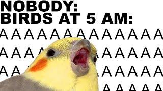 Bird Memes