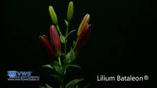 Lilium Bataleon ®