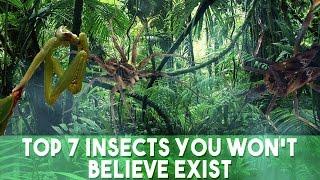 Top 7 Bizarre Insects You Won't Believe Exist