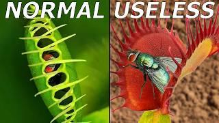 The Most Useless Flytrap (Sabotaged by Flies?)