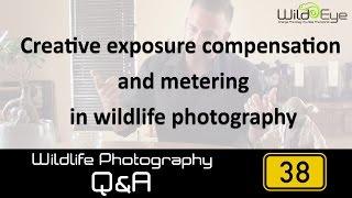 Wildlife Photography Q&A 38 - Creative exposure compensation and metering in wildlife photography.