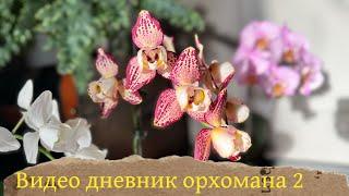 Видео дневник ОРХОМАНА: цветение, новинки, покупки, полив ! #phalaenopsisorchid #зимнийсад