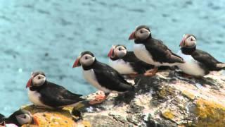 The Atlantic Puffin