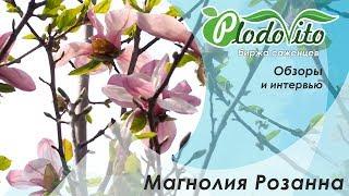 Магнолия Розанна I Magnolia