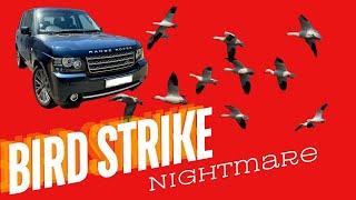 Range Rover Faces Bird Strike: What Happened Next?