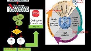 p53 and Cell cycle arrest |Cancer Biology | Oncology @biologyexams4u