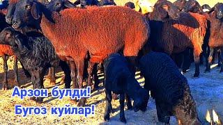 Бугоз куйлар! Кузили куйлар! 990489595️   971500095️