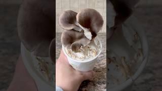 Growing Oyster Mushrooms in Coffee Grounds #oystermushroom #fungi #mushroom