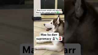 Husky IGNORES me AGAIN ‍️ #funnyhusky #dogparents #shorts