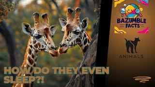 5 Fun Facts About Giraffes You Didn’t Know
