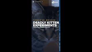 Deadly kitten experiments funded by NIH at UC-Davis halted after White Coat inquiry