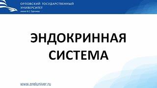 Эндокринная система. гистологические препараты