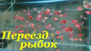 Перемещение аквариумных рыбок Моя мини разводня