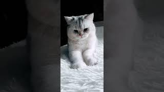 Релакс и умиротворение 